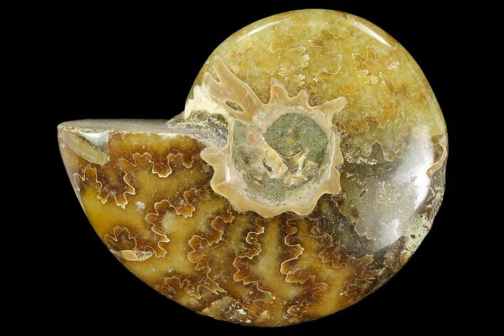 Polished, Agatized Ammonite (Cleoniceras) - Madagascar #119153